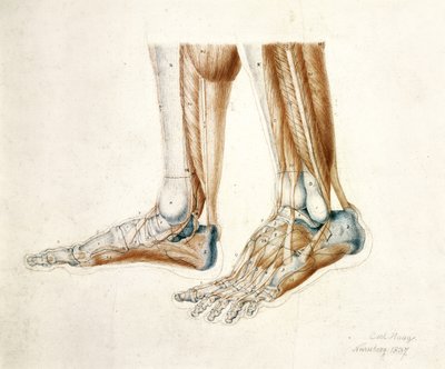 Rysunek anatomiczny stóp człowieka, 1837 (kreda czarna i czerwona na papierze) autorstwa Carl Haag