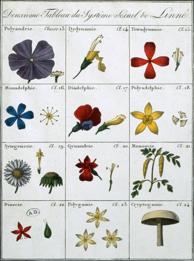 Druga tabela Linneuszowskiego systemu płci roślin autorstwa Carl Linnaeus