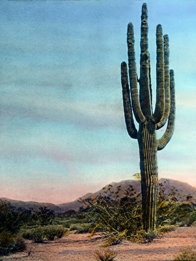 Stany Zjednoczone, Arizona, gigantyczny kaktus na pustyni Sonora, data zdjęcia: około 1920 r. Archiwum Carla Simona autorstwa Carl Simon