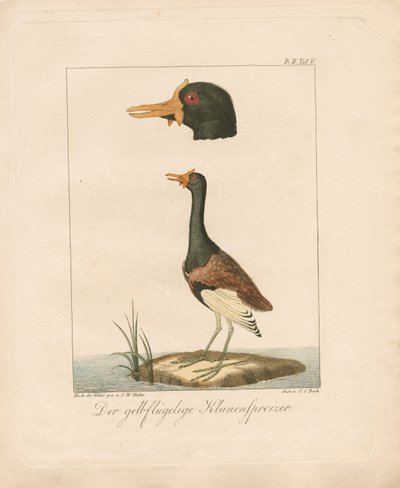 Jacana żółtoskrzydła (ręcznie kolorowana litografia) autorstwa Carl Wilhelm Hahn