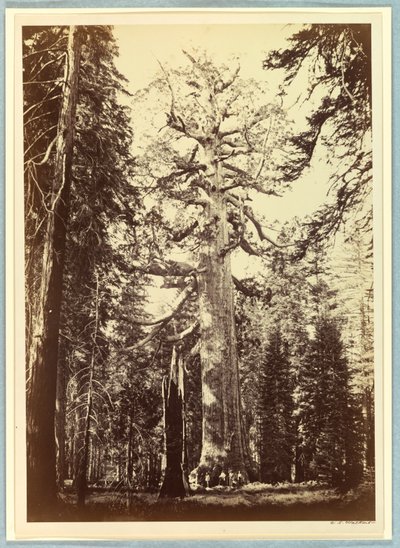Grizzly Giant, Mariposa Grove, Yosemite autorstwa Carleton E. Watkins