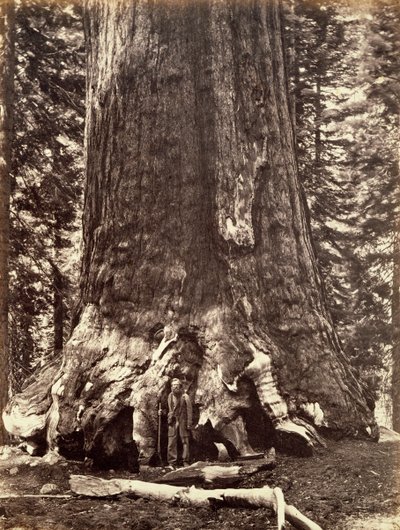 Podstawa Grizzly Giant, Giant Sequoia, Yosemite, Kalifornia, 1868 autorstwa Carleton Emmons Watkins
