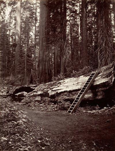 Ojciec Lasu, 1865-66, druk ok. 1876. autorstwa Carleton Emmons Watkins