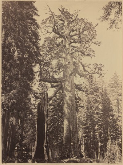 Grizzly Giant, Mariposa Grove, 1861. autorstwa Carleton Emmons Watkins