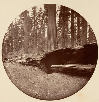 Mammoth Three Grove Hotel Calaveras Co Cal., ca. 1878. autorstwa Carleton Emmons Watkins