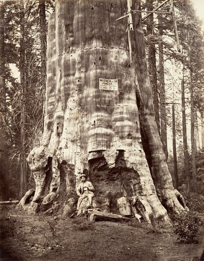 Matka Lasu, 1865-66, druk ok. 1876. autorstwa Carleton Emmons Watkins