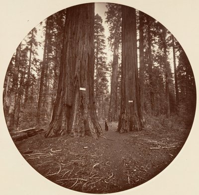 Brak, ok. 1878. autorstwa Carleton Emmons Watkins