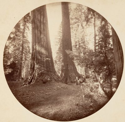 Stare Dominium i Tawerna Wuja Toma. Gaj Calaveras, ca. 1878. autorstwa Carleton Emmons Watkins