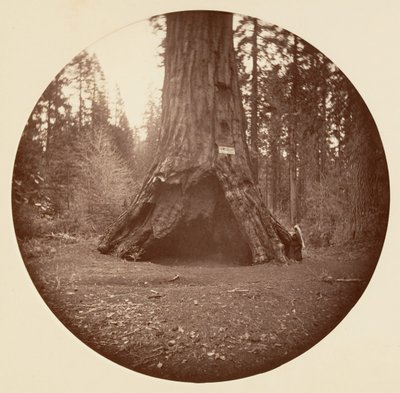Kabina Pioneers - Calaveras Grove, ca. 1878. autorstwa Carleton Emmons Watkins