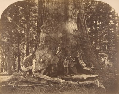 Sekcja Grisly Giant, Mariposa Grove, 1861. autorstwa Carleton Emmons Watkins