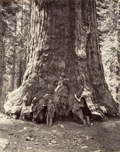 Sekcja Grizzly Giant, obwód 101 stóp, 1865-66, wydrukowany ca. 1876. autorstwa Carleton Emmons Watkins