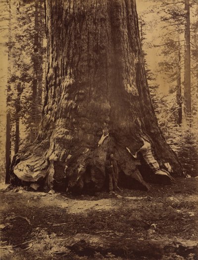 Sekcja Grizzly Giant z Galenem Clarkiem, Mariposa Grove, Yosemite, 1865-66. autorstwa Carleton Emmons Watkins