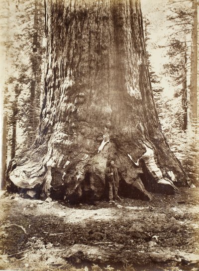 Sekcja Grizzly Giant z Galenem Clarkiem, Mariposa Grove, Yosemite, 1865-66 autorstwa Carleton E. Watkins