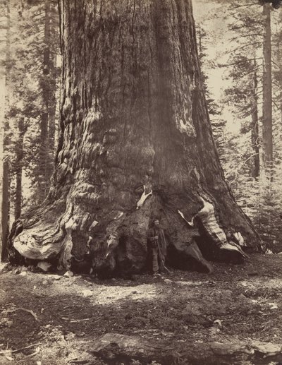 Sekcja olbrzyma Grizzly z Galenem Clarkiem, Mariposa Grove, Yosemite, 1865-66, wydrukowany ca. 1876. autorstwa Carleton Emmons Watkins