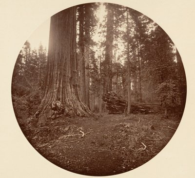 Ojciec Lasu - C. Grove, ca. 1878. autorstwa Carleton Emmons Watkins