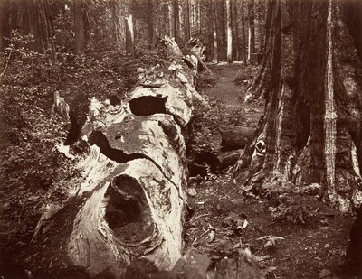 Ojciec Lasu, obwód 112 stóp, Calaveras Grove, 1865-66, druk ok. 1876. autorstwa Carleton Emmons Watkins