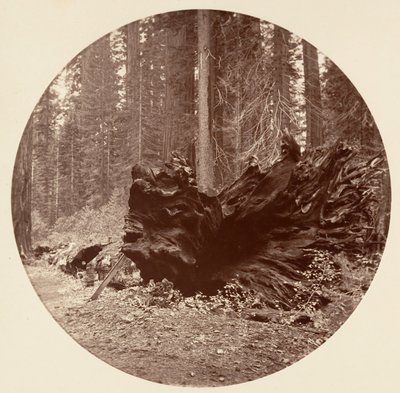 Ojciec Lasu 450 ft C. Grove, ca. 1878. autorstwa Carleton Emmons Watkins