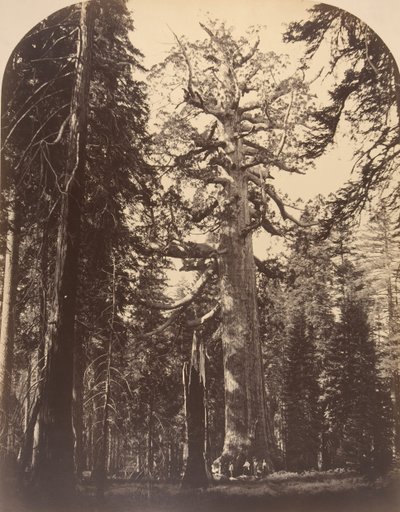 Przerażający olbrzym, Mariposa Grove, Yosemite, 1861. autorstwa Carleton Emmons Watkins