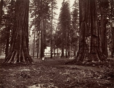 Hotel z Mammoth Grove, ca. 1872, wydrukowany ca. 1876. autorstwa Carleton Emmons Watkins