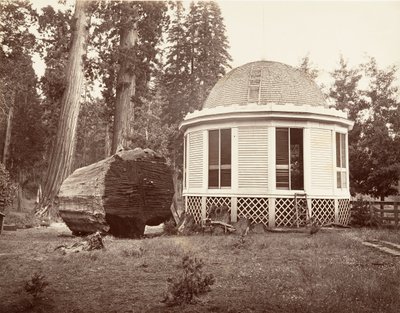 Dom zbudowany na pieńku wielkiego drzewa, 1865-66, wydrukowany ca. 1876. autorstwa Carleton Emmons Watkins