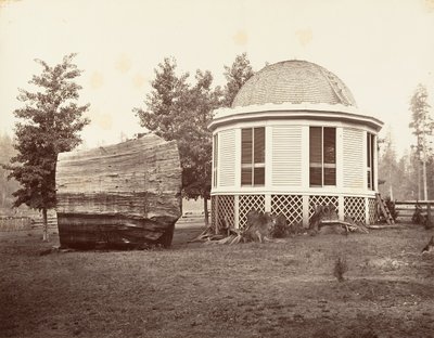 Dom nad pniem wielkiego drzewa, 1865-66, druk ok. 1876. autorstwa Carleton Emmons Watkins