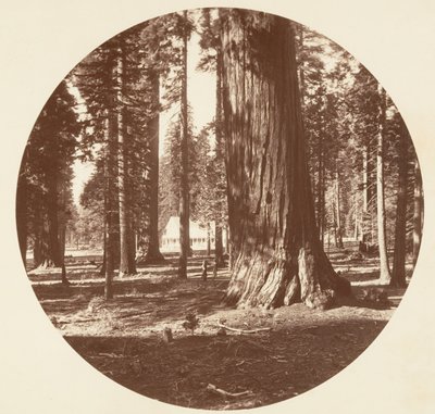 Hotel Mammoth Grove z Grove - Calaveras, ca. 1878. autorstwa Carleton Emmons Watkins