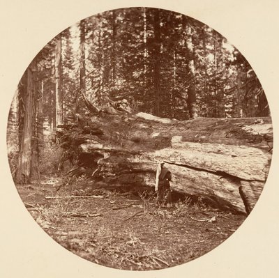 Kabina Górnicza - Calaveras Grove, ca. 1878. autorstwa Carleton Emmons Watkins