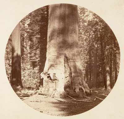 Matka Lasu - Gaj Calaveras, ca. 1878. autorstwa Carleton Emmons Watkins