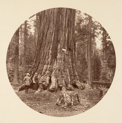 Duma Lasu - Gaj Calaveras, ca. 1878. autorstwa Carleton Emmons Watkins