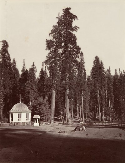 Sentinel, 315 stóp, 1865-66, wydrukowany ok. 1876. autorstwa Carleton Emmons Watkins