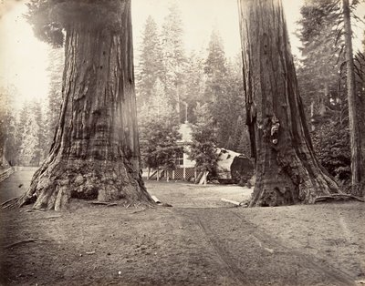 Strażnicy, 315 stóp, Yosemite, ca. 1872, wydrukowany ca. 1876. autorstwa Carleton Emmons Watkins