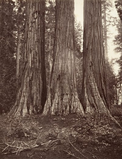 Trzy Gracje, 272 stopy, 1865-66, wydrukowane ca. 1876. autorstwa Carleton Emmons Watkins