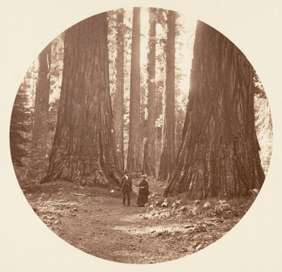 Trzy Gracje widziane przez gaj Bryant i Seward Calaveras, ca. 1878. autorstwa Carleton Emmons Watkins