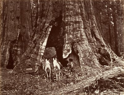 Statyw, obwód 94 stóp, 1865-66, wydrukowany ca. 1876. autorstwa Carleton Emmons Watkins