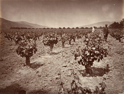 Vineyard of Camulos Ranch, 1876, wydrukowany ca. 1876. autorstwa Carleton Emmons Watkins