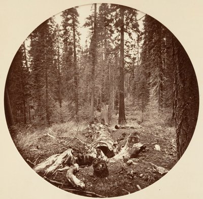 [Park Narodowy Yosemite, Kalifornia], ca. 1878. autorstwa Carleton Emmons Watkins