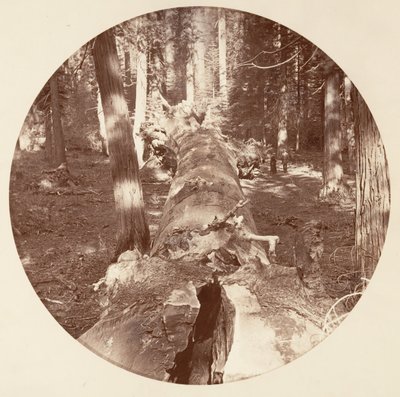 [Park Narodowy Yosemite, Kalifornia], ca. 1878. autorstwa Carleton Emmons Watkins