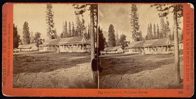 Stacja Big Tree, Mariposa Grove autorstwa Carleton Watkins