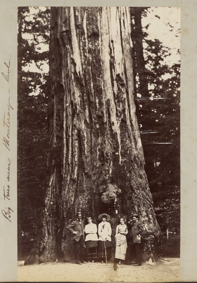 Big Trees w pobliżu Monteray [sic] - Cal. autorstwa Carleton Watkins