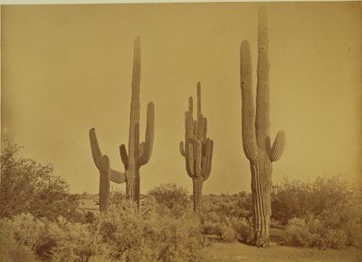 [Kaktus, Arizona - Cereus Giganteus] autorstwa Carleton Watkins