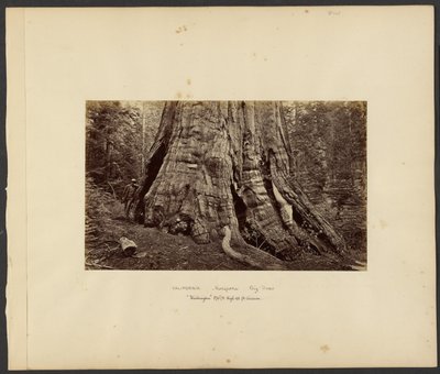 [Kalifornia - Mariposa Big Trees, "Washington" 270 stóp wysokości, 92 stopy obwodu]. autorstwa Carleton Watkins