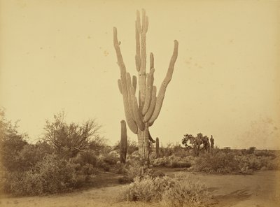  autorstwa Carleton Watkins