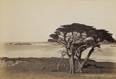  autorstwa Carleton Watkins