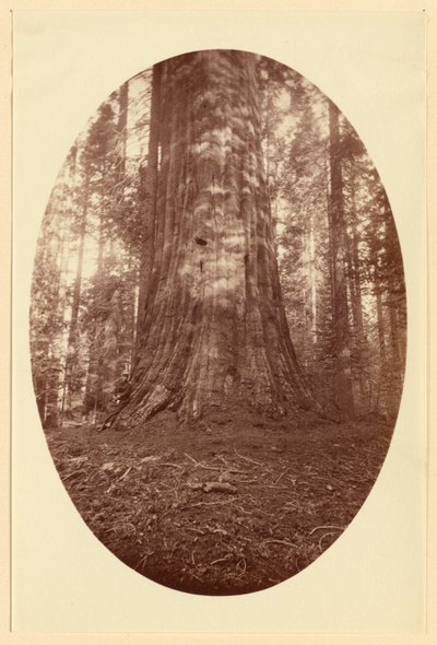 [Empire State Calaveras Grove]. autorstwa Carleton Watkins