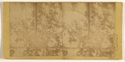 [Winorośle] autorstwa Carleton Watkins