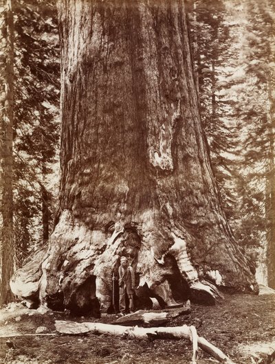 Grizzly Giant Średnica 33 Ft. Gaj Mariposa autorstwa Carleton Watkins