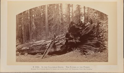 W gaju Calaveras. Ojciec lasu autorstwa Carleton Watkins