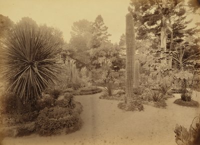 [Monterey, Kalifornia, Arizona Garden, Hotel Del Monte]. autorstwa Carleton Watkins