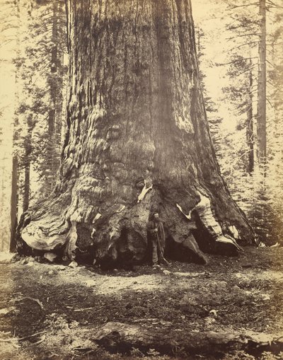 [Sekcja Grizzly Giant] autorstwa Carleton Watkins
