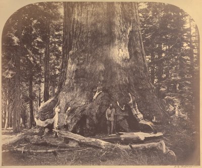 Sekcja giganta Grizzly, 33 Feet Diameter, Mariposa Grove, Yosemite, nr 111 autorstwa Carleton Watkins